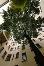 Large tree inside a berlin courtyard