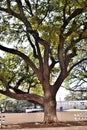 Large Tree at JFK Assassination Dallas TX.