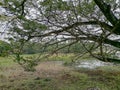 A large tree leaning against a drying lake