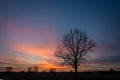 Large tree without leaves on the background of colorful clouds after sunset on a blue sky Royalty Free Stock Photo