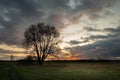 A large tree without leaves and clouds in the sky after sunset Royalty Free Stock Photo