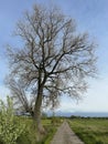 A large tree without leaves standing at the side of a country cement road Royalty Free Stock Photo
