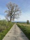 A large tree without leaves standing at the side of a country cement road Royalty Free Stock Photo