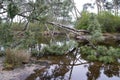 Large tree limb broken off during storm fall in river Royalty Free Stock Photo