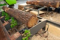 Large tree log is automatically quickly and accurately cut at a modern sawmill Royalty Free Stock Photo