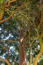 Large tree with long branches with beautiful green leaves, Forty Hall, Uk