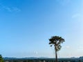 A large tree that looks beautiful against the sky background. Royalty Free Stock Photo