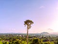 A large tree that looks beautiful against the sky background Royalty Free Stock Photo