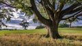 A large tree in a field