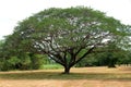 Large tree with many branches
