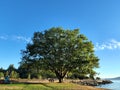 Large Tree at Marine Park in Fairhaven, Bellingham