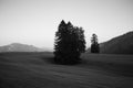 a large tree in the middle of a field