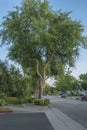 Tree on a sidewalk in Monrovia California