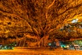 Large tree under the street lights, Buenos Aires Argentina Royalty Free Stock Photo