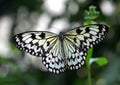 Large Tree Nymph Butterfly Royalty Free Stock Photo