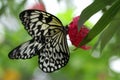 Large Tree Nymph Butterfly Royalty Free Stock Photo