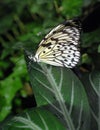 Large Tree Nymph Butterfly Royalty Free Stock Photo