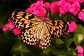 Large Tree Nymph Butterfly Royalty Free Stock Photo