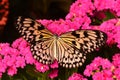 Large Tree Nymph Butterfly Royalty Free Stock Photo