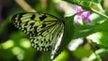 Large tree nymph butterfly hangs from branch Royalty Free Stock Photo