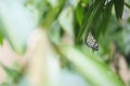 Large tree nymph butterfly, Idea leuconoe, hanging in rainforest vegetation Royalty Free Stock Photo