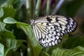 Large Tree Nymph Butterfly Idea leuconoe the paper kite butterfly or rice paper butterfly close up on plant Royalty Free Stock Photo