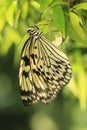 Large tree nymph butterfly Royalty Free Stock Photo
