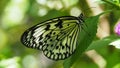 Large tree nymph butterfly over green leaf Royalty Free Stock Photo