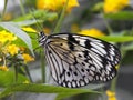 Large Tree Nymph Idea Luconone butterfly Royalty Free Stock Photo