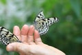 Large Tree Nymphs butterflies on the hand