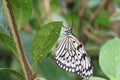 Large Tree Nymphs butterfly and eggs