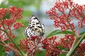 Large Tree Nymphs butterfly and flowers