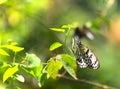 Large Tree Nymphs butterfly