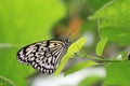 Large Tree Nymphs butterfly and green leaf