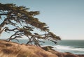 Large tree by ocean, strong winds blowing across the sea. Royalty Free Stock Photo