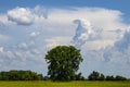 Large tree out in green field of grass with smaller trees in the distance under a dramatic beautiful blue cloudy sky Royalty Free Stock Photo