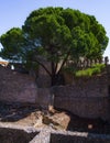 A large tree over historic protective measures.