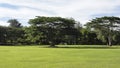 The large tree on a perfectly trimmed green lawn