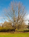 A large tree (plane tree!?) in a leafless state in early spring.