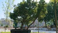 A large tree is planted in the city. Greening of the city. Landshaft design