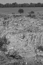 A large tree repenting tiny on the edge of a cliff. Monochrome