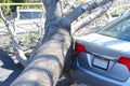 Tree trunk narrowly missing parked car, wind damage Royalty Free Stock Photo