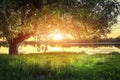 Large tree on river shore at sunset on summer evening. The sun shines through branches of the tree Royalty Free Stock Photo