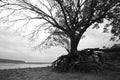 Large tree with root above the dirt Royalty Free Stock Photo