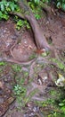 large tree roots coming out of the mossy ground Royalty Free Stock Photo