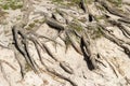 Tree roots coming to the surface Royalty Free Stock Photo