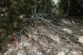 Large Tree Roots Exposed on Ground Surface Royalty Free Stock Photo