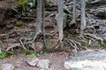 Large tree roots exposed on the ground, taken at Gooseberry Falls State Park Royalty Free Stock Photo