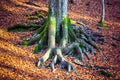 Large tree roots and fallen autumn leaves in park. Royalty Free Stock Photo