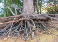 large tree roots that fell beside the beach Royalty Free Stock Photo